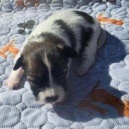 STELLA - Red white and sable female Papillon puppy in Hollister, Missouri from Swan Creek Kennel