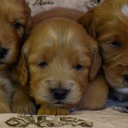 Female 2 of 3 - Apricot female Goldendoodle puppy in Macedon, New York from Toodles Goldendoodles