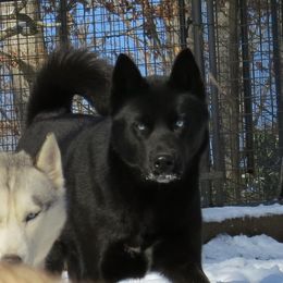 Akila - Siberian Husky