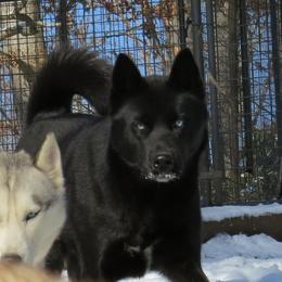 Akila - Siberian Husky