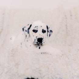 Black White Male - White and black male Dalmatian puppy in Fayette, Missouri from Lazy B Bassets and Dalmatians