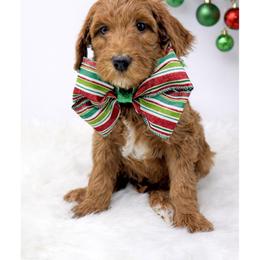 Wally - Red  male Goldendoodle puppy in State Road, North Carolina from Must Love Doodles