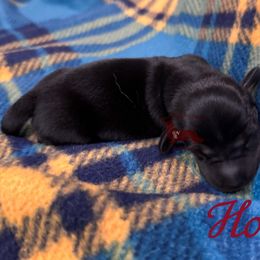 Horus - Black and tan male Dachshund puppy in Seguin, Texas from Good Neighbor Ranch Dachshunds