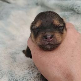 Girl 1 - Red sable female Pomeranian puppy in Tulsa County, Oklahoma from CP Kennels