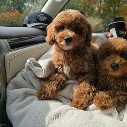 Zuko - Red  male Poodle puppy in Washington from Mt.BakerPoodles&Doodles