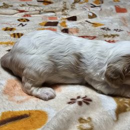 Cavalier King Charles Spaniel Puppies from Critter's Cottage Cavaliers