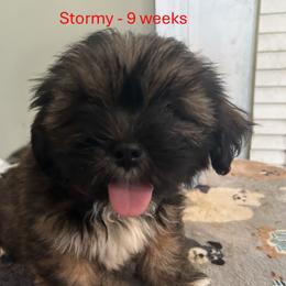 Stormy - Red male Lhasa Apso puppy in Greensboro, North Carolina from Koenigplatz Kennel