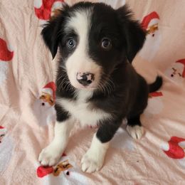 Magic - Black and white male Border Collie puppy in Watsontown, Pennsylvania from Kate Gresham