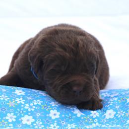 Jack (Blue collar) - Brown male Newfoundland puppy in Kimball Twp, Michigan from Pine River Newfoundlands