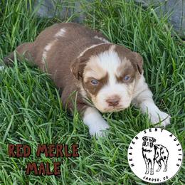 Archie - Red merle male Miniature Australian Shepherd puppy in Jaroso, Colorado from Heaven Sent Aussies