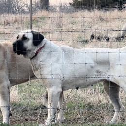 Sura - Turkish Boz Shepherd