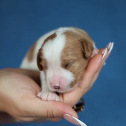 Annie - Blenheim female Cavapoo puppy in Murray, Utah from Good Looking Dogs