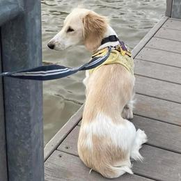 Tay Opie - Piebald female Dachshund puppy in Pauls Valley, Oklahoma from Simply Happy Dachshunds