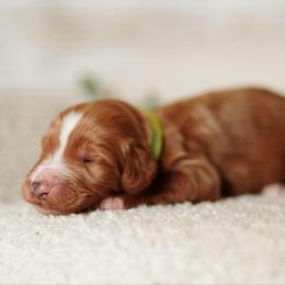 Oliver - Red  male Goldendoodle puppy in Spokane, Washington from Puppy Love