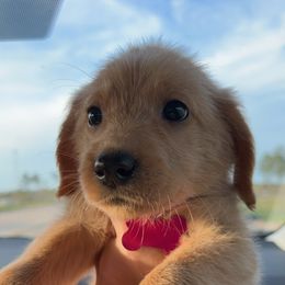 Labradoodle and Poodle Puppies from Hades Flame Kennel