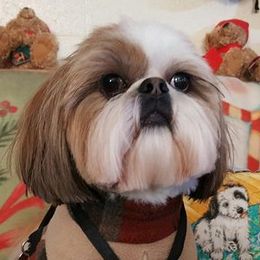 Shih Tzus from Cassbreeclassy Angel's Legacy