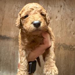 Girl 5 - Apricot female Goldendoodle puppy in Shingle Springs, California from California Double Doodles