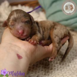 Malibu - Chocolate merle female Bernedoodle puppy in Fort Myers, Florida from Little Golden Farm
