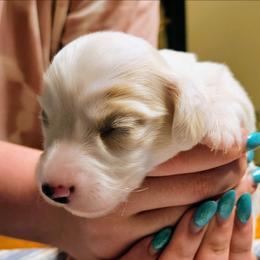 Piper Jo - Piebald female Dachshund puppy in Mayport, Pennsylvania from Debbie's Dachshunds