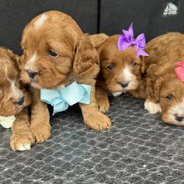 Cavapoo puppies from DoodleForever