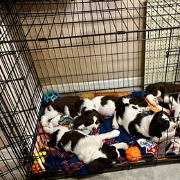 English Springer Spaniel Puppies from Burton English Springer Spaniels