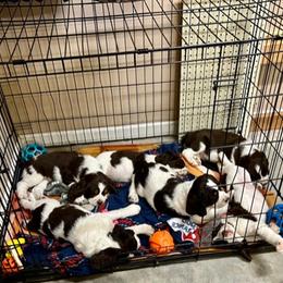 English Springer Spaniel Puppies from Burton English Springer Spaniels