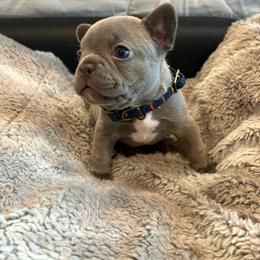 Ace - Liver male French Bulldog puppy in New Braunfels, Texas from Grand Star Bulldogs