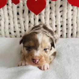 Cupid - Red merle male Australian Shepherd puppy in Zwingle, Iowa from Homestead Aussies & Doodles