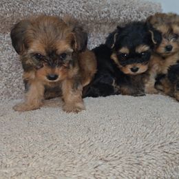 Biewer Terrier, Yorkipoo, and Yorkshire Terrier Puppies from Tiny Paws Luxury Pets