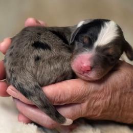 Cupcake - Merle female Bernedoodle puppy in Mc Gaheysville, Virginia from Doting Doodles