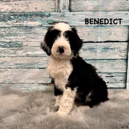 Benedict - Black and white male Sheepadoodle puppy in Blackfoot, Idaho from Son of a Poodle Sheepadoodles