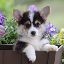 Basset Hound and Pembroke Welsh Corgi Puppies from Northstar Corgis and Basset Hounds