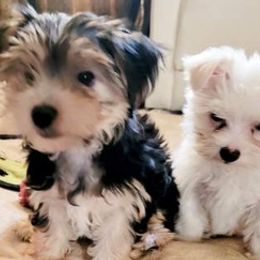Morkies from Jenkins Morkies