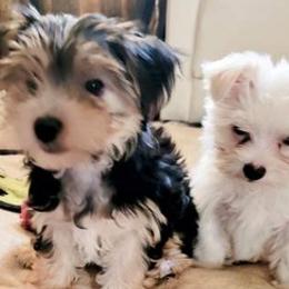 Morkies from Jenkins Morkies