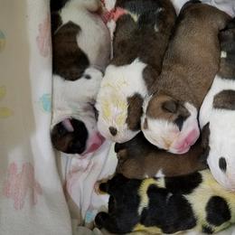Bulldogs from Toadhall Bulldogs