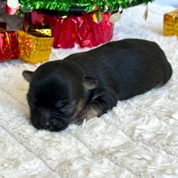 Carol - Black and tan female Chihuahua puppy in Molino, Florida from Pensacola Chi Garden