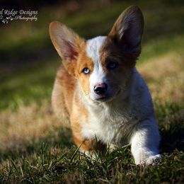 Pembroke Welsh Corgi Puppies from Royal Ridge Corgis