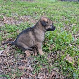 Odom's Gunning for a Win - Sable male German Shepherd puppy in Springtown, Texas from Odom's German Shepherds