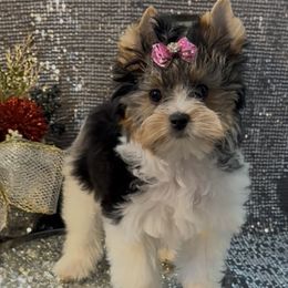 Shar - Black tan and white female Biewer Terrier puppy in Rocklin, California from Precious Jewels Biewer Terriers