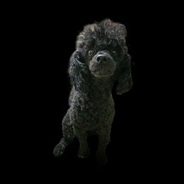 Brody - Poodle