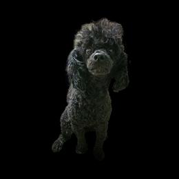 Brody - Poodle
