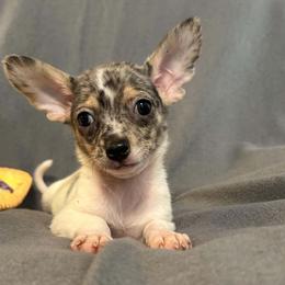 IRIS - Blue merle female Chihuahua puppy in Bell, Florida from BellCrist Aussies