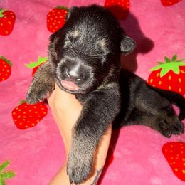 Ghost - Blue Collar - Bi-color male German Shepherd puppy in Davenport, Florida from Pray Love Shepherd Kennels