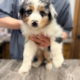 Ketchup (turquoise collar) - Blue merle male Australian Shepherd puppy in Ashland, Ohio from SS Australian Shepherds