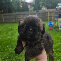Mint - Tricolor male Shih Tzu puppy in Normal, Illinois from Happy Shih Tzu Homes