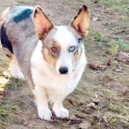 American Corgis and Pembroke Welsh Corgis from LOYAL T K9's CORGIS