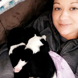 Newfoundland and Shih Tzu Puppies from Grand Meadow Newfoundlands