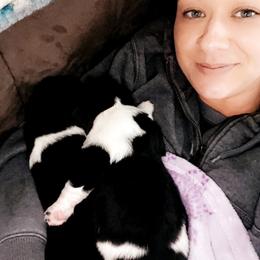 Newfoundland and Shih Tzu Puppies from Grand Meadow Newfoundlands
