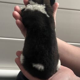 Boy 4 - Red, black overlay male Akita puppy in Indianapolis, Indiana from Gallant Akitas