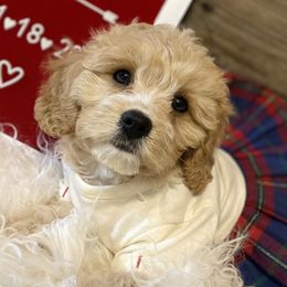 Cavalier King Charles Spaniel and Cavapoo Puppies from K’s Cavys